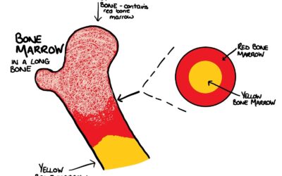 What is the difference between red and yellow bone marrow?