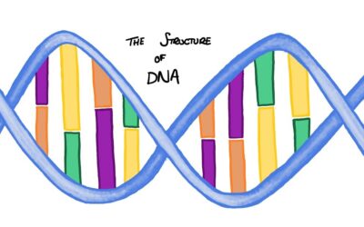 Does every cell in our body contain DNA?