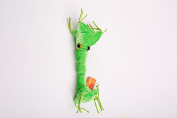 GIANTmicrobes® - Nerve cell