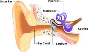 Image of ear anatomy