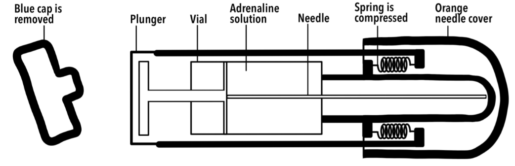 What Is An Epipen Centre Of The Cell what-is-an-epipen-centre-of-the-cell
