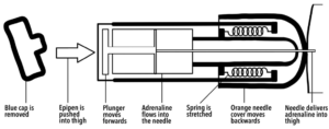 Image demonstrating how an epipen injection works inside the epipen