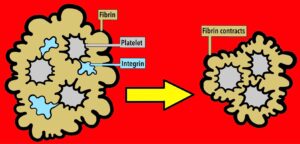 Diagram showing fibrin