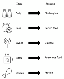 Image showing the different flavours humans can taste