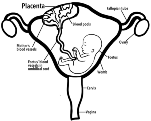 Diagram showing placenta anatomy