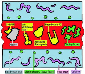 Diagram clotting factors