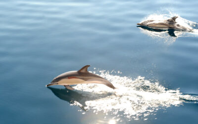 Are dolphins the smartest animal?