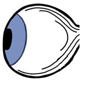 Why do we see colour when we close our eyes?