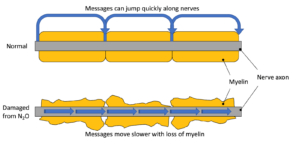 Diagram demonstrating saltatory conduction