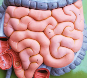 Image of a model of the intestines