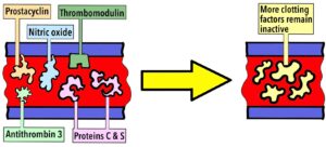 Diagram showing thrombomodulin