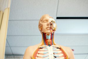 Image of human anatomy model