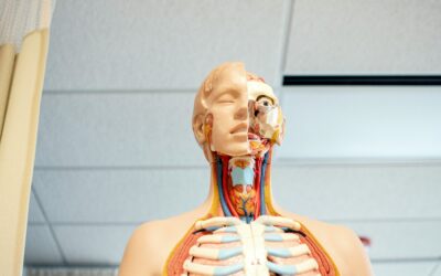 Anatomy and Dissections