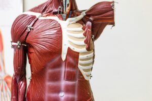 Image of muscle anatomy model