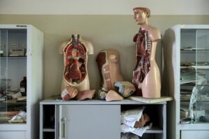 Image of anatomy models