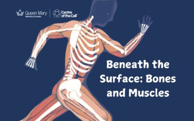 Beneath the Surface: Muscles and Bones