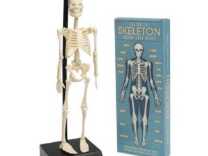 Anatomical Skeleton Model