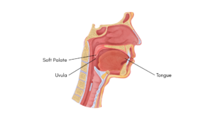 Image showing position of the uvula