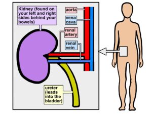 Illustration showing kidney anatomy