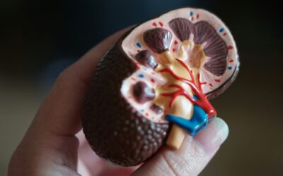 How do kidneys work?
