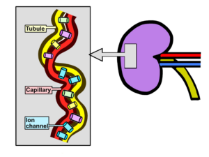 Illustration showing kidney tubules