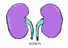 Illustration of kidneys