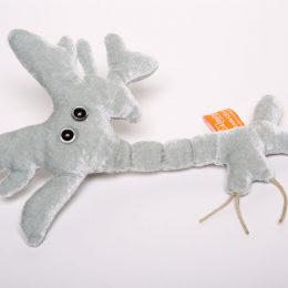 picture of brain cell soft toy