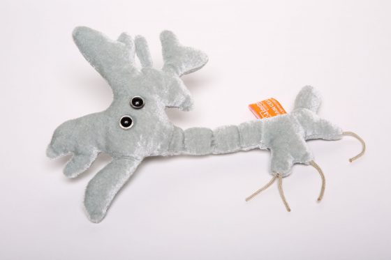 picture of brain cell soft toy