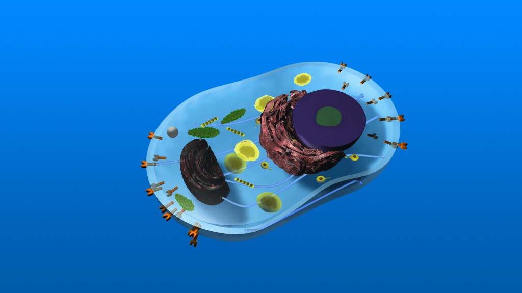 Model of a Cell