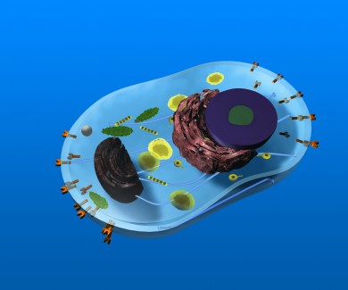 Model of a Cell