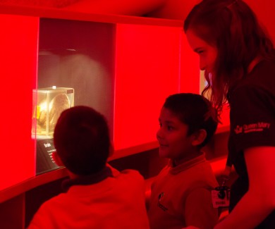 Primary school pupils looking at the brain specimen in the Pod