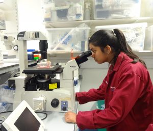 Summer school student using a microscope