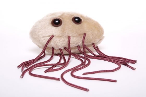 picture of E. Coli microbe toy