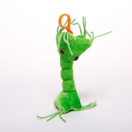 picture of a nerve cell key chain