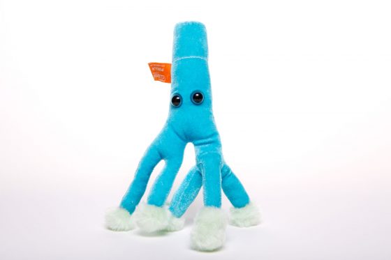 picture of Penicillium toy