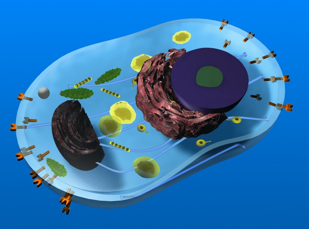 Image of a cell