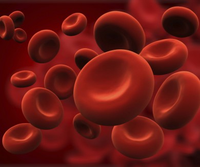 Image of red blood cells