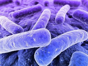 Picture of bacteria