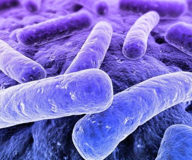 Picture of bacteria