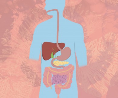 Digestive system