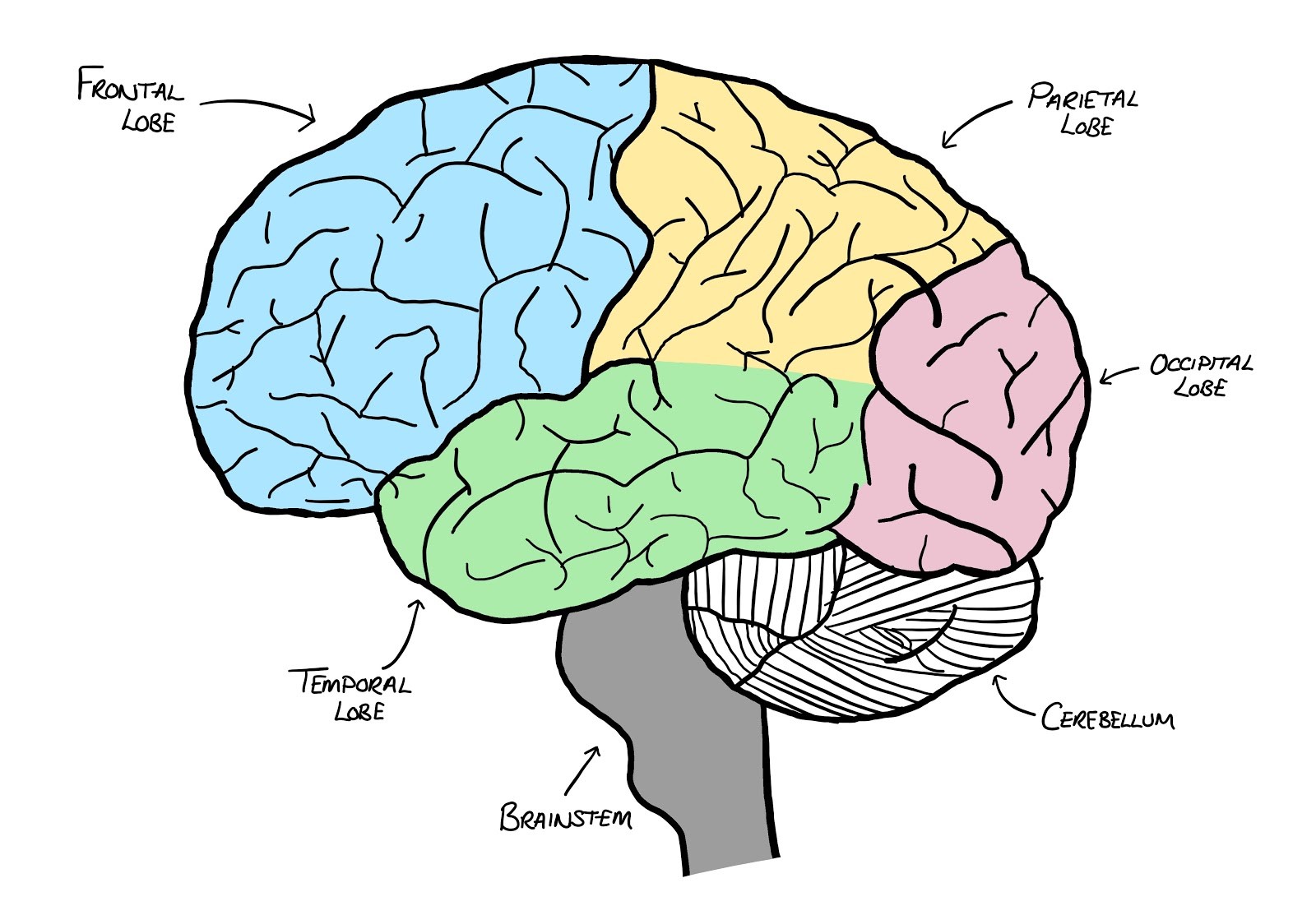 Has more brains. Мозг проблем интрут.