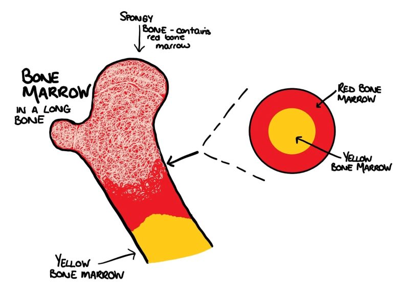 What Is The Difference Between Red And Yellow Bone Marrow Centre Of what-is-the-difference-between-red-and-yellow-bone-marrow-centre-of