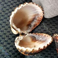 Why do clams make pearls Centre of the Cell